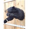Image 2 : Black Bear Half Body Taxidermy Mount