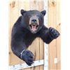 Image 3 : Black Bear Half Body Taxidermy Mount