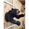 Image 4 : Black Bear Half Body Taxidermy Mount