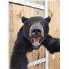Image 5 : Black Bear Half Body Taxidermy Mount