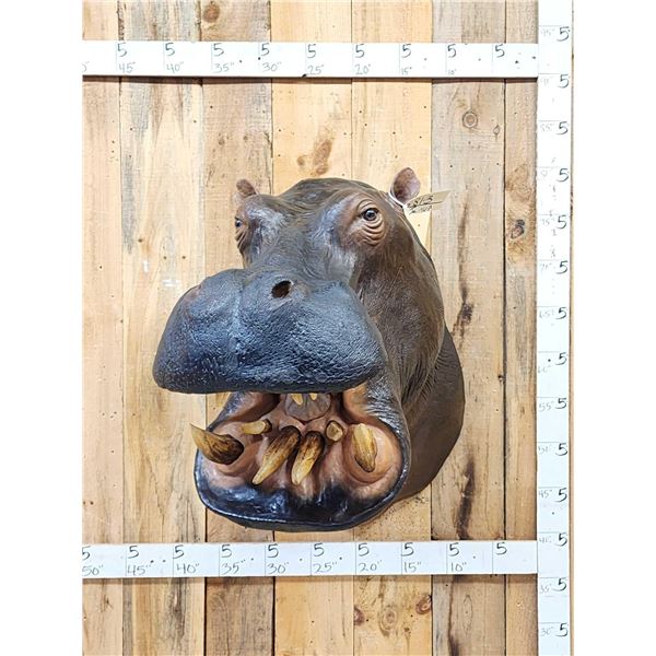 Reproduction Hippopotamus Shoulder Mount Taxidermy