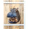 Image 1 : Reproduction Hippopotamus Shoulder Mount Taxidermy