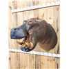 Image 2 : Reproduction Hippopotamus Shoulder Mount Taxidermy