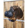 Image 3 : Reproduction Hippopotamus Shoulder Mount Taxidermy