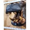 Image 4 : Reproduction Hippopotamus Shoulder Mount Taxidermy