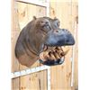 Image 6 : Reproduction Hippopotamus Shoulder Mount Taxidermy