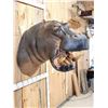 Image 7 : Reproduction Hippopotamus Shoulder Mount Taxidermy