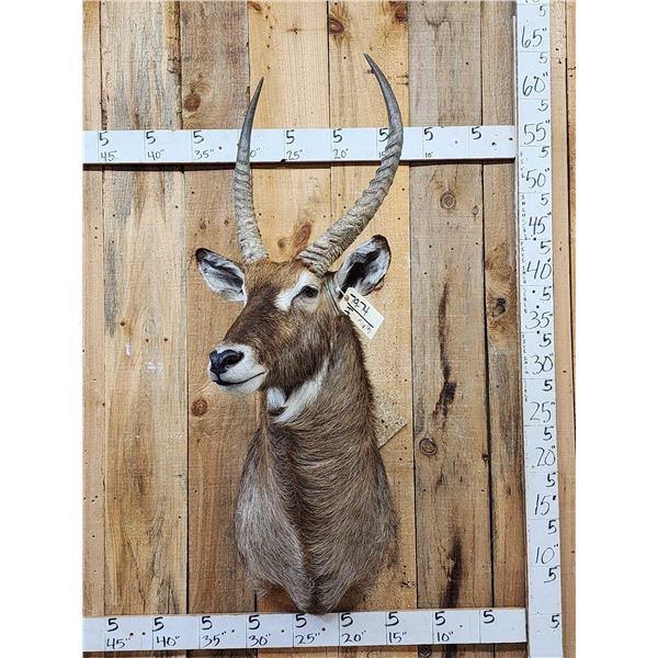 Extra Nice African Waterbuck Shoulder Mount Taxidermy