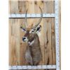 Image 1 : Extra Nice African Waterbuck Shoulder Mount Taxidermy