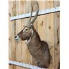 Image 2 : Extra Nice African Waterbuck Shoulder Mount Taxidermy