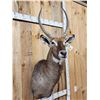 Image 3 : Extra Nice African Waterbuck Shoulder Mount Taxidermy