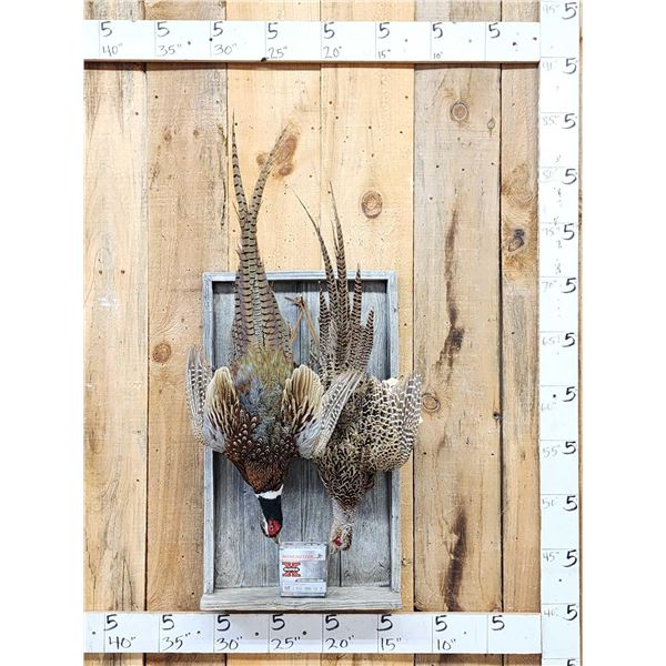 Rooster & Hen Ringneck Pheasant Harvest Mount Bird Taxidermy