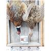 Image 2 : Rooster & Hen Ringneck Pheasant Harvest Mount Bird Taxidermy