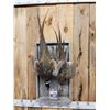 Image 3 : Rooster & Hen Ringneck Pheasant Harvest Mount Bird Taxidermy