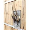 Image 4 : Rooster & Hen Ringneck Pheasant Harvest Mount Bird Taxidermy