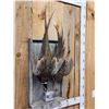 Image 5 : Rooster & Hen Ringneck Pheasant Harvest Mount Bird Taxidermy
