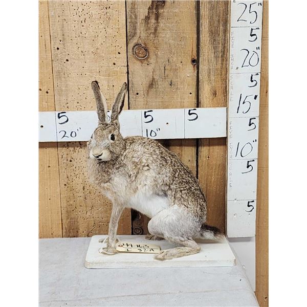 Jack Rabit Full Body Taxidermy Mount