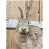 Image 2 : Jack Rabit Full Body Taxidermy Mount