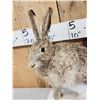 Image 3 : Jack Rabit Full Body Taxidermy Mount