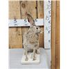 Image 4 : Jack Rabit Full Body Taxidermy Mount