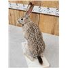 Image 5 : Jack Rabit Full Body Taxidermy Mount