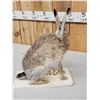 Image 6 : Jack Rabit Full Body Taxidermy Mount