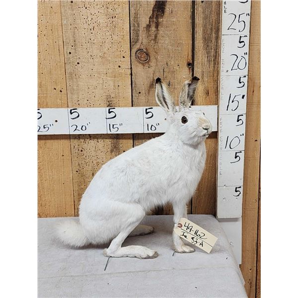 Snowshoe Hare Full Body Taxidermy Mount