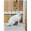 Image 1 : Snowshoe Hare Full Body Taxidermy Mount