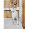 Image 2 : Snowshoe Hare Full Body Taxidermy Mount