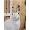 Image 3 : Snowshoe Hare Full Body Taxidermy Mount