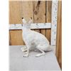 Image 4 : Snowshoe Hare Full Body Taxidermy Mount