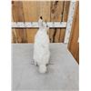 Image 5 : Snowshoe Hare Full Body Taxidermy Mount