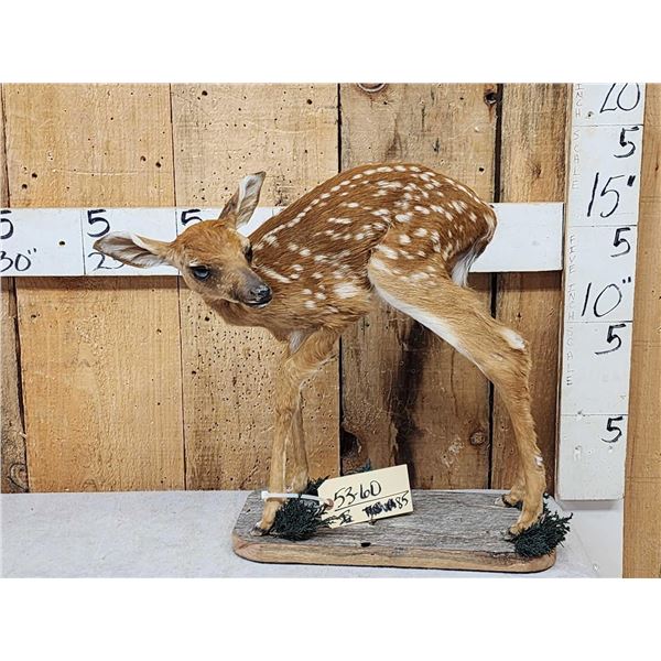 Whitetail Fawn Full Body Taxidermy Mount
