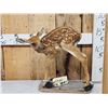 Image 1 : Whitetail Fawn Full Body Taxidermy Mount