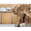 Image 2 : Whitetail Fawn Full Body Taxidermy Mount