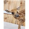 Image 4 : Whitetail Fawn Full Body Taxidermy Mount
