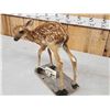 Image 5 : Whitetail Fawn Full Body Taxidermy Mount
