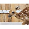 Image 7 : Whitetail Fawn Full Body Taxidermy Mount