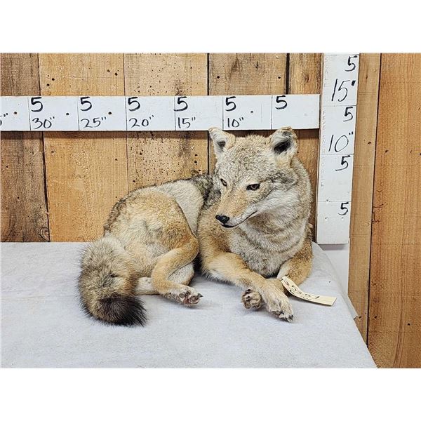 Coyote Full Body Taxidermy Mount