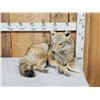 Image 1 : Coyote Full Body Taxidermy Mount