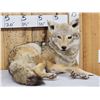 Image 2 : Coyote Full Body Taxidermy Mount