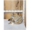 Image 3 : Coyote Full Body Taxidermy Mount
