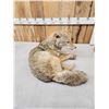 Image 4 : Coyote Full Body Taxidermy Mount