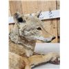 Image 5 : Coyote Full Body Taxidermy Mount