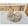 Image 6 : Coyote Full Body Taxidermy Mount