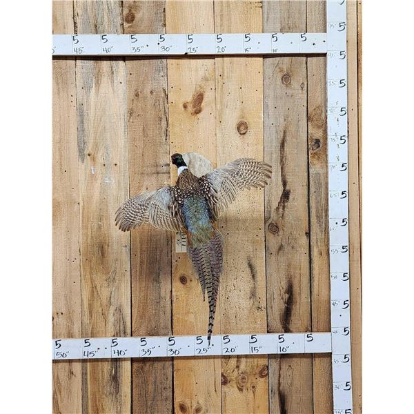 Ringneck Pheasant In Flight Bird Taxidermy