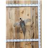 Image 1 : Ringneck Pheasant In Flight Bird Taxidermy