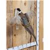 Image 2 : Ringneck Pheasant In Flight Bird Taxidermy