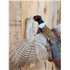 Image 3 : Ringneck Pheasant In Flight Bird Taxidermy