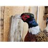 Image 4 : Ringneck Pheasant In Flight Bird Taxidermy